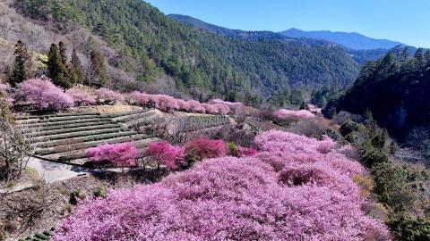 楊明 - 櫻花空拍