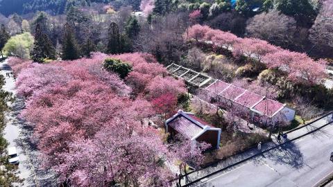 楊明 - 櫻花空拍