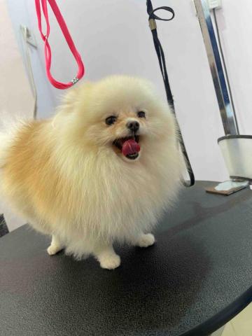 寵物美容師代班、到府寵物美容、到府寵物保姆 - 