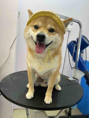 寵物美容師代班、到府寵物美容、到府寵物保姆 - 