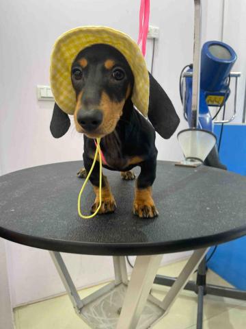 寵物美容師代班、到府寵物美容、到府寵物保姆 - 