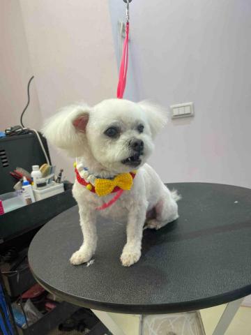 寵物美容師代班、到府寵物美容、到府寵物保姆 - 