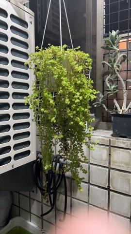 啦啦啦 - 嬰兒淚