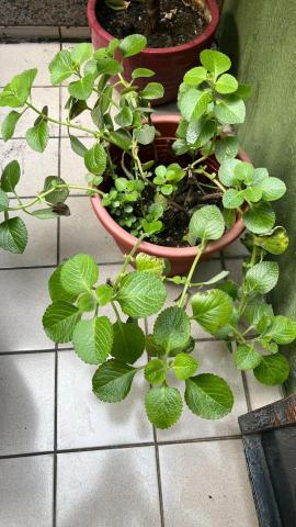 啦啦啦 - 碰手香