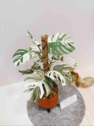 Ivy/想想工作室 - 紙模型製作組裝