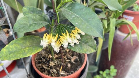 啦啦啦 - 蜂出巢