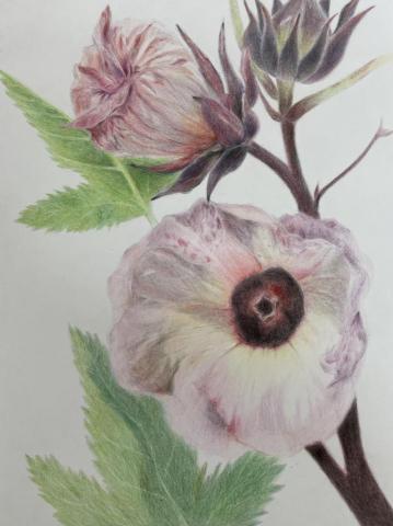 林彤恩 - 我的色鉛筆作品
《綻放的洛神花》