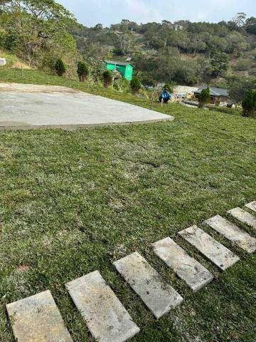 👑皇喬園藝《樹木修剪、伐木整地》 - 