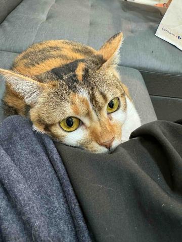 Yao! 接送服務/寵物保姆/寵物接送 - 靠在爸拔的身上真好