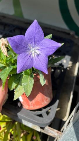 啦啦啦 - 佶梗梗