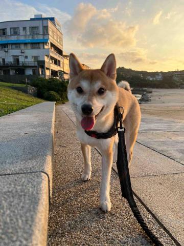 Yao! 接送服務/寵物保姆/寵物接送 - 好天氣出門踏踏