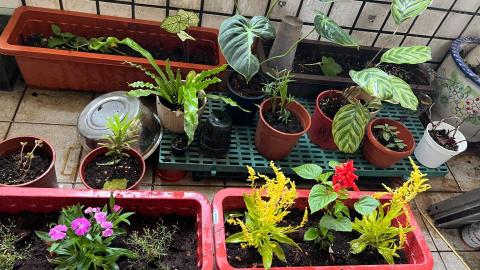 啦啦啦 - 各式盆栽