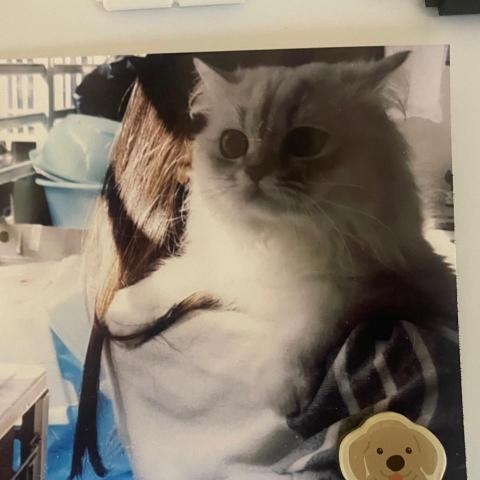 提供保姆服務的專家Yang