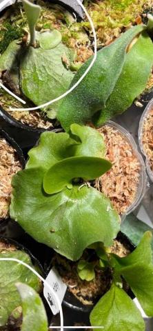 啦啦啦 - 鹿角蕨