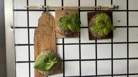 啦啦啦 - 猴腦鹿角蕨