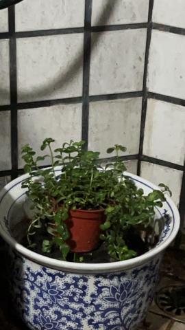 啦啦啦 - 各式盆栽