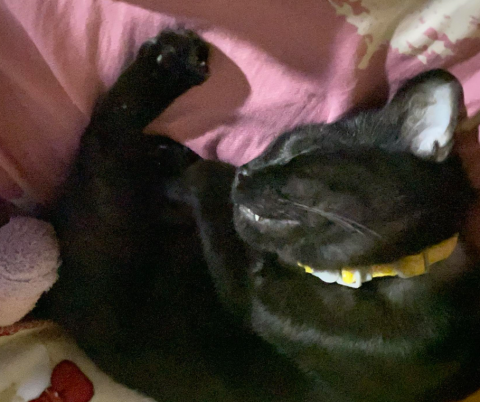 紀 - 貓咪在家裡睡翻掉