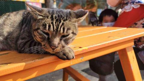 蔡宜悅 - 我就是喜歡懶懶的曬太陽