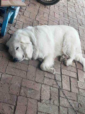 蔡宜悅 - 沒錯我就是超親人大白熊