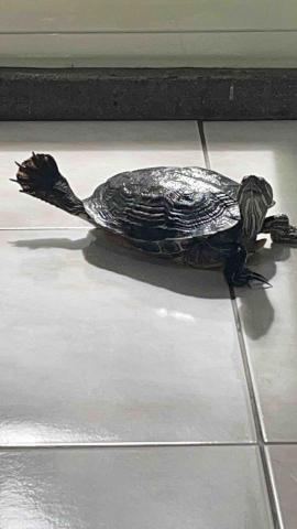 蔡宜悅 -  我是巴西龜我很親人也愛黏人