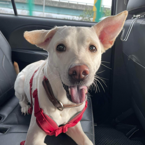 紀 - 帶毛孩去寵物公園