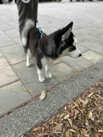 王小姐寵物陪伴house - 豆皮2/26-2/27寄宿