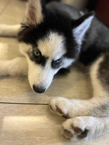 王小姐寵物陪伴house -  豆皮-小小哈四個月 超級無敵可愛