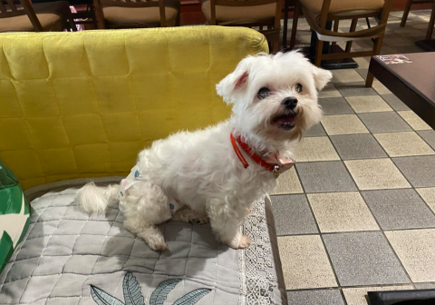 紀 - 帶毛孩去寵物友善餐廳吃飯