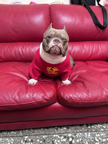 吳小姐 - 自家狗狗