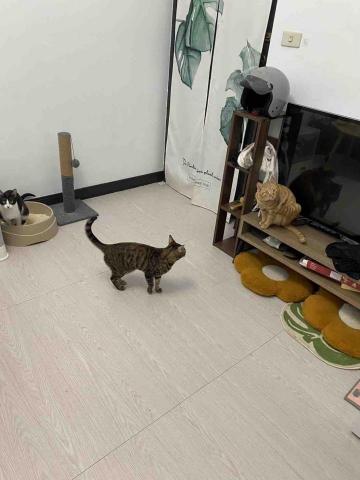 王寶霈 - 客戶的四隻貓貓