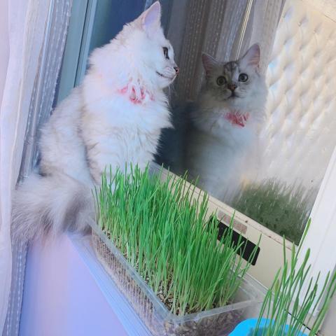 提供代購服務的專家黃小姐