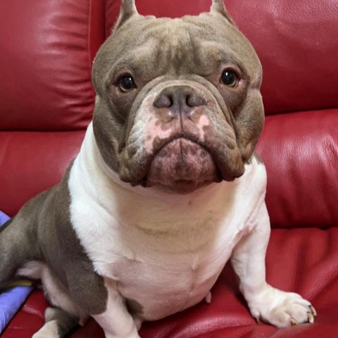 提供寄養服務的專家吳小姐