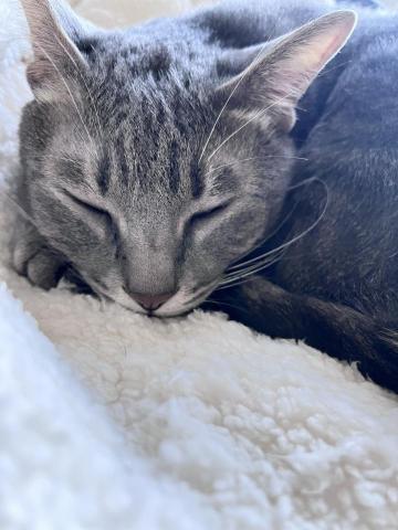 宋岱容 - 我的波特王子，是一隻偽愛滋米克斯貓！目前已經6歲了，我超級愛他對我高冷的態度！！！❤️❤️❤️❤️