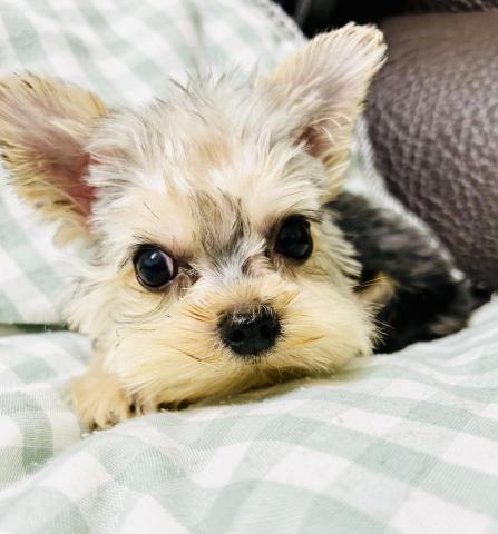 渝樺 - 中途毛孩