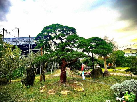 昕發園藝 - 真柏庭園主樹