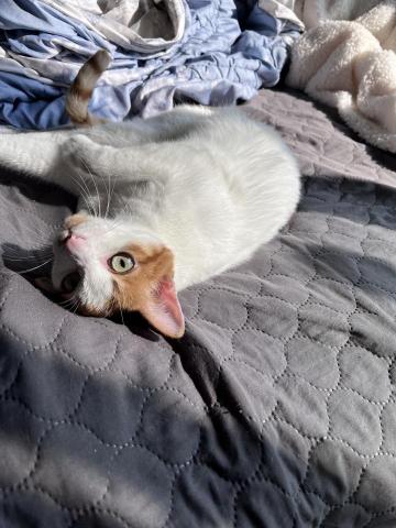 宋岱容 - 這是我第二隻貓貓，也是米克斯，是橘白毛色❤️雖然是橘白貓但他不胖，很維持身材的它其實很膽小！