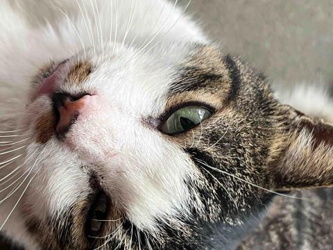 提供2027股價服務的專家林子薇