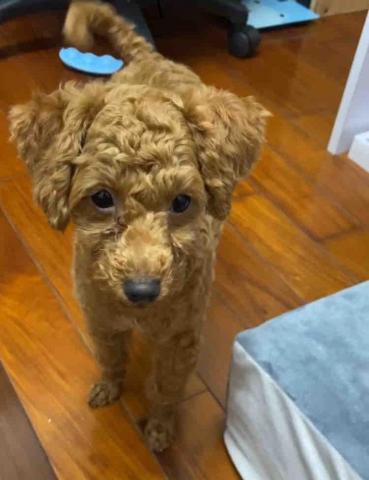 彭佩萱 - 幫他剃了腳毛，出門後回來洗跟吹比較方便！