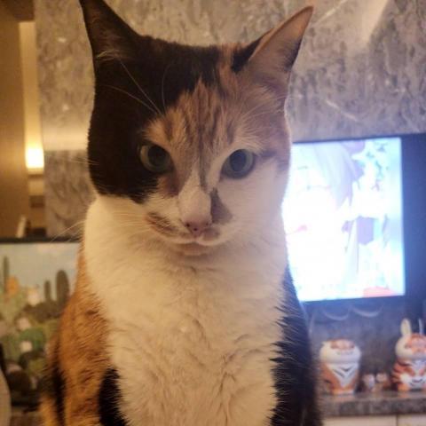 提供遛狗绳服務的專家Willie Hung