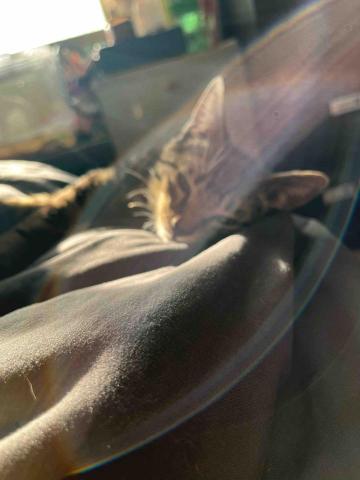 江玥 - 自家也有照顧一隻虎斑弟弟?