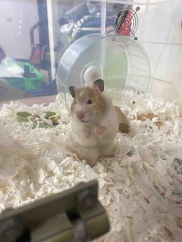 彭佩萱 - 這是我家的鼠鼠