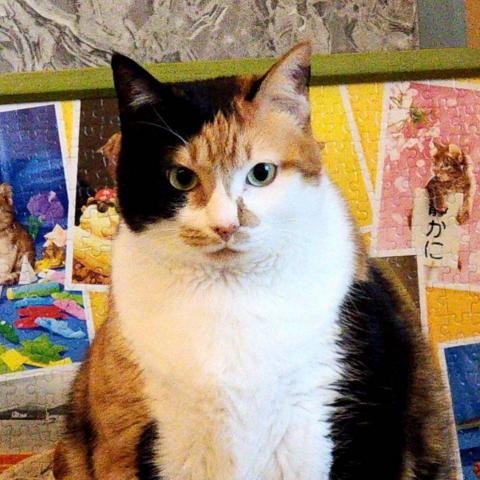 提供遛狗服務的專家Willie Hung