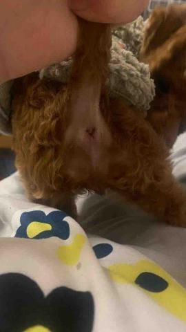 彭佩萱 - 乾淨的肛門，絕對不沾??