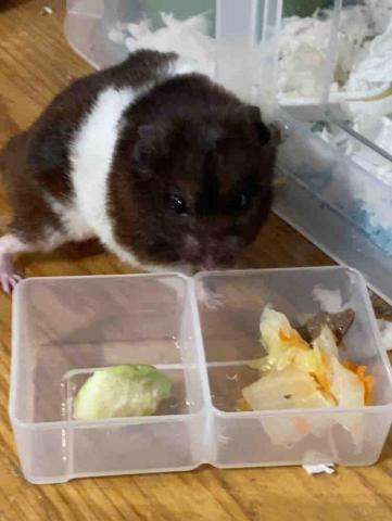 彭佩萱 - 鼠鼠吃芭樂+高麗菜（水煮）+牛排生煎未調味）