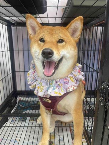 寵物美容師代班、到府寵物美容、到府寵物保姆 - 