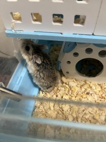 陳清秀 - 這是我之前養的寵物，叫做老公公鼠，很特別吧～第一次聽到牠的名字想說為什麼要取這個名字，第一次養牠的時候才知道原來牠很膽小，而且緊張的時候會咬人，平常也不太給摸。雖然我有時候被牠咬會很生氣，但是我還是很愛牠的，牠是去年3-4月的時候離開，養的時間差不多1年半，牠走的太突然我有點沒辦法接受，但因為有家人的陪伴，所以慢慢放下且釋懷了。