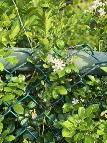 蔡淵轅 - 大自然攝影-手機