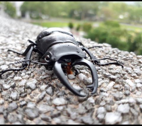 蔡淵轅 - 動物攝影-手機