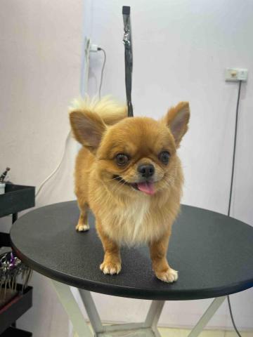 寵物美容師代班、到府寵物美容、到府寵物保姆 - 