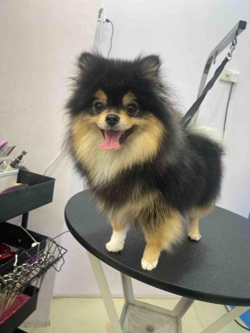 寵物美容師代班、到府寵物美容、到府寵物保姆 - 